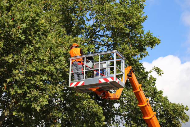 Best Tree Trimming and Pruning  in Sparta, NC